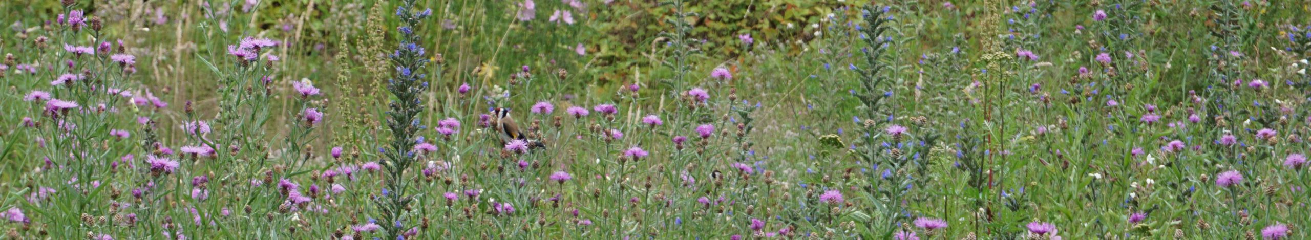Blühfliegkrabbel: wilder Garten, sortierte Bilder